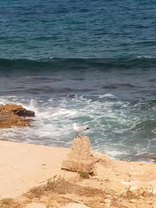 Mar Azul Adosado, Patio Y Solarium Apartman Torrevieja Kültér fotó